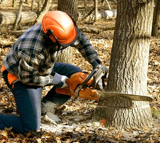 Tree Removal in Gnadenhutten, OH